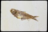 Fossil Fish (Knightia) - Green River Formation #133943-1